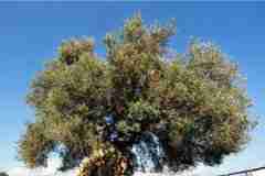 世界上最古老的橄榄树