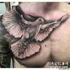 半甲欧美写实鸽子纹身tattoo图案
