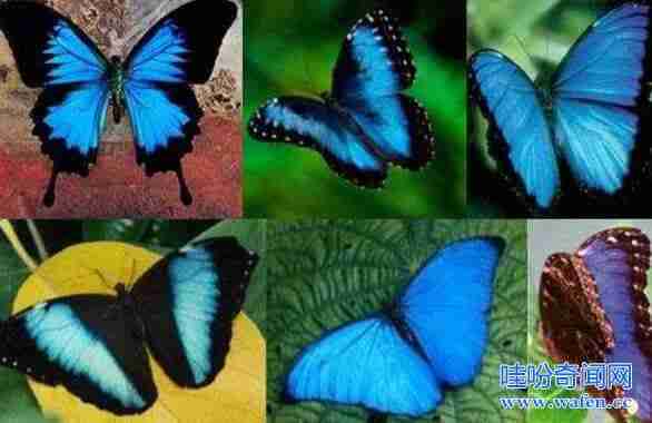 世界上最恐怖的蝴蝶