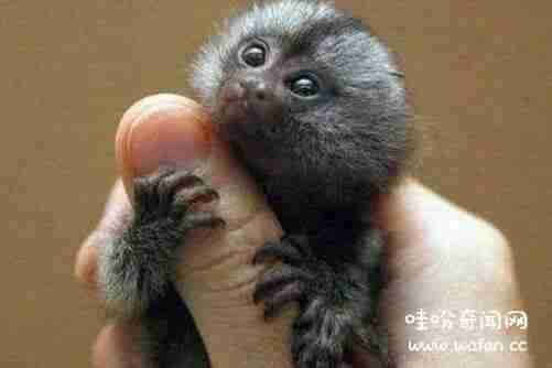 世界上最小的猴子是什么猴