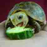 陆龟的饲养知识，陆龟吃什么，需要啥设备？陆龟饲料推荐如何养陆龟