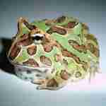 角蛙的习性和品种介绍，以及如何饲养 世界最普遍的宠物蛙