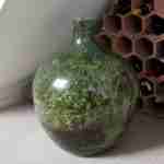 微景观生态瓶世界之最：英国男子密封瓶中种植物已存活40年 微景观内适宜植物生长的条件