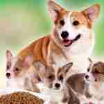 狗狗不能吃的食物汇总，养狗的人一定要注意！ 好狗粮是怎样炼成的？