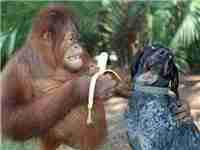 恶搞猩猩喂狗狗吃香蕉精彩图库