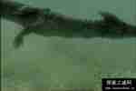 青海湖真龙现身事件:海底惊现12米巨型真龙