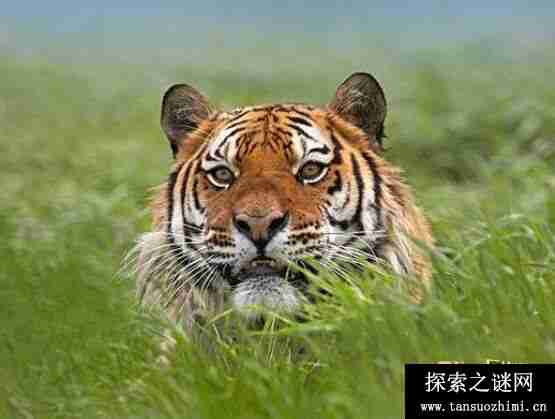 世界上最大的老虎，西伯利亚虎长3米、重700斤(百兽之王)
