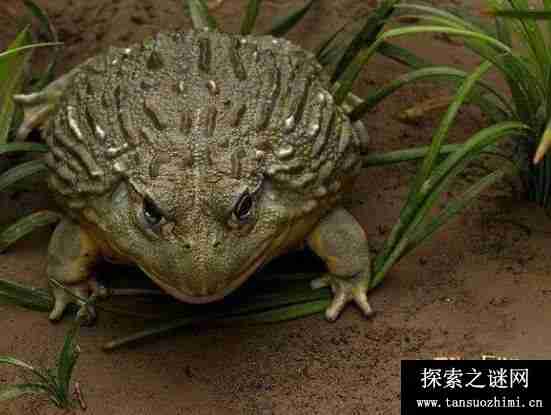 非洲牛箱头蛙有多大，体长为20厘米、体重为4斤(食欲大王)
