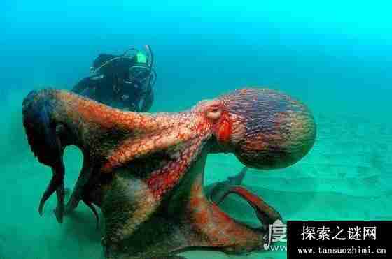 世界上最大的章鱼太平洋巨型章鱼，体重超成年人两倍多(周长5米)