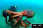 世界上最大的章鱼太平洋巨型章鱼，体重超成年人两倍多(周长5米)【图】