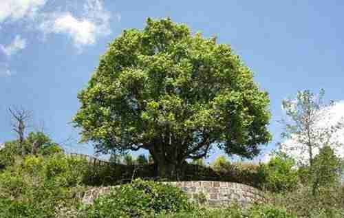 世界上最古老的橄榄树_WWW.66152.COM
